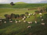 Хоббитон – вымышленная деревня хоббитов, которая находится в Новой Зеландии